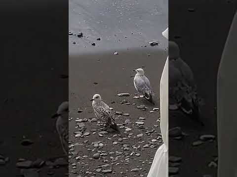 Чайки на пляже