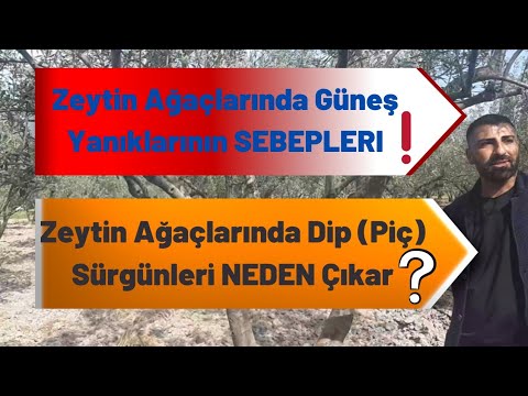 Video: Genel Dahlia Sorunlarını Giderme: Dahlia Hastalıkları ve Zararlıları