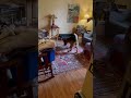 Great for our high-energy GSD puppy