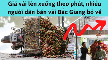 Giá vải thiều mới nhất hôm nay 10/6/2020- Giá vải lên xuống theo phút nhiều người dân bán vải bỏ về