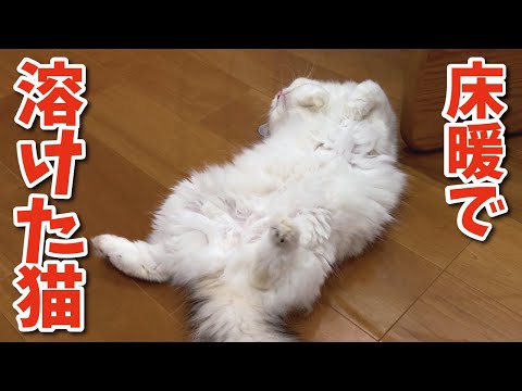 今年初めて床暖房をつけたら猫が秒で溶けてしまいました【関西弁でしゃべる猫】