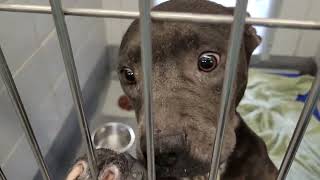 acs A683525
