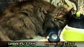 Adoptable Pets: Nov. 2
