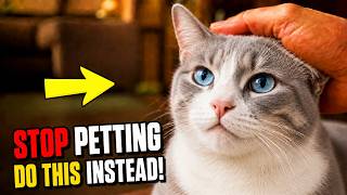 Stop Petting Your Cat Like That! 8 Things They Actually Love More
