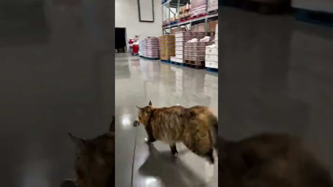Cat Steals an Entire Rotisserie 😱🐱 | Grand Theft Grocery
