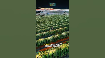 kebun buah naga di China banyak lampu seperti konser #shorts #faktalucu #trending