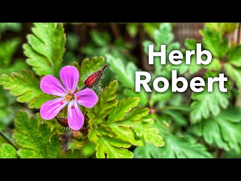 Video: Hvad er Herb Robert: Lær om Herb Robert Identifikation og kontrol