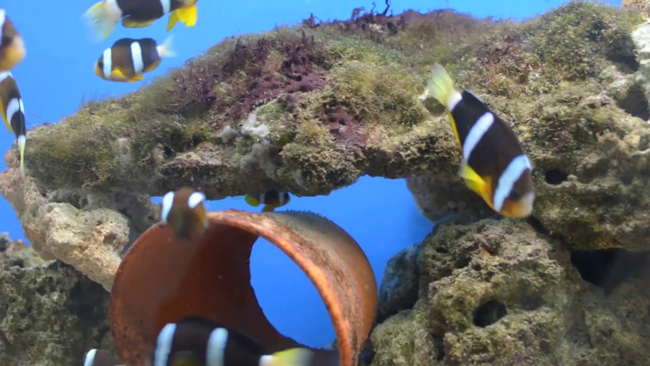 Classical Romantic Piano Music with Underwater Scenery - YouTube
