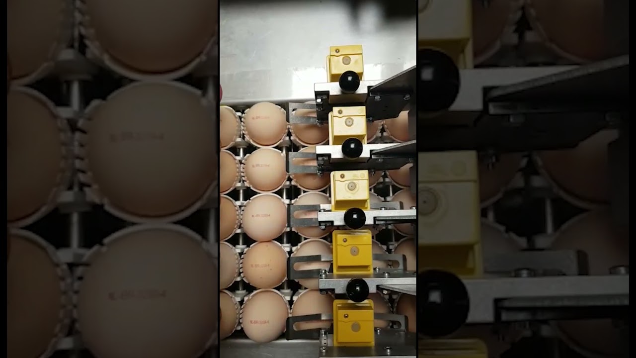 Nuovo Egg Printer - Egg-Jet SOR5 20 on Prinzen