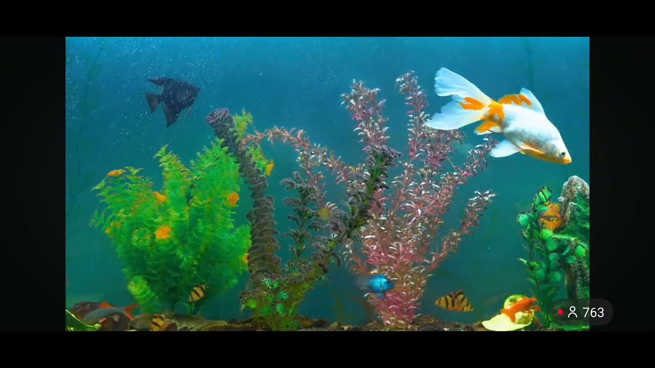 Midnight Riot halo - Davide Branciforte 