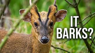 The Barking Mad Deer With Horns | 19th August 2026