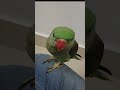 Cute Baby Parrot Love &amp; Attachment 🐦✨ #parrot #birds #greenparrot #vairalshort #trending #petbirds