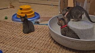 Triple Threat Three Adorable Kittens Take Over the Bedroom For playful action! screenshot 4