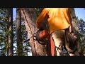 Felling Hung Up Trees *w/ near misses - Modified Stihl 039 / MS390 Full Wrap Handlebar Felling Hung Up Trees *w/ near misses - Modified Stihl 039 / MS390 Full Wrap Handlebar