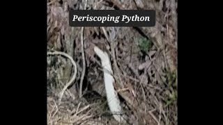 12 Foot Periscoping Python