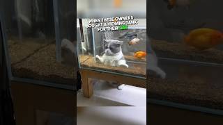 Cat Thinks He’s Inside Fish Tank