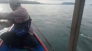 Mancin nonogelo di simeulue.,sigulai