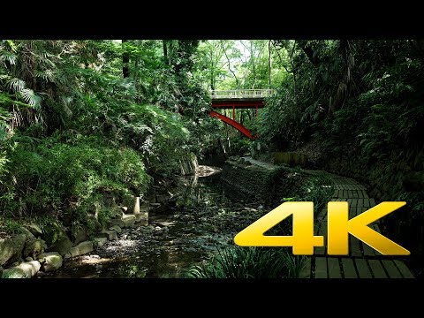 Vidéo: Examen De La Jungle De Tokyo