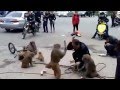 Funny monkey biting men in the funny show on the road