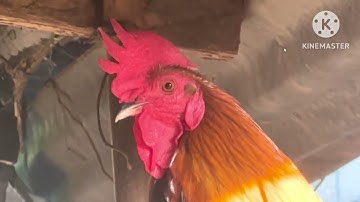 Qaib f2 f3 dib tuaj zoo 15/11/25