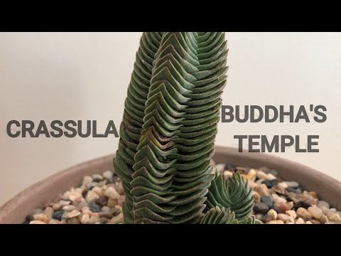 Video: Krassula Buddha Temple: descrizione, caratteristiche della cura, riproduzione, foto