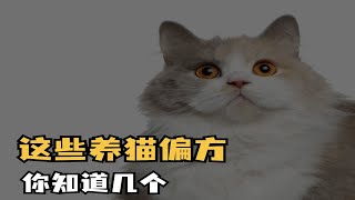 什么养猫竟然也有偏方