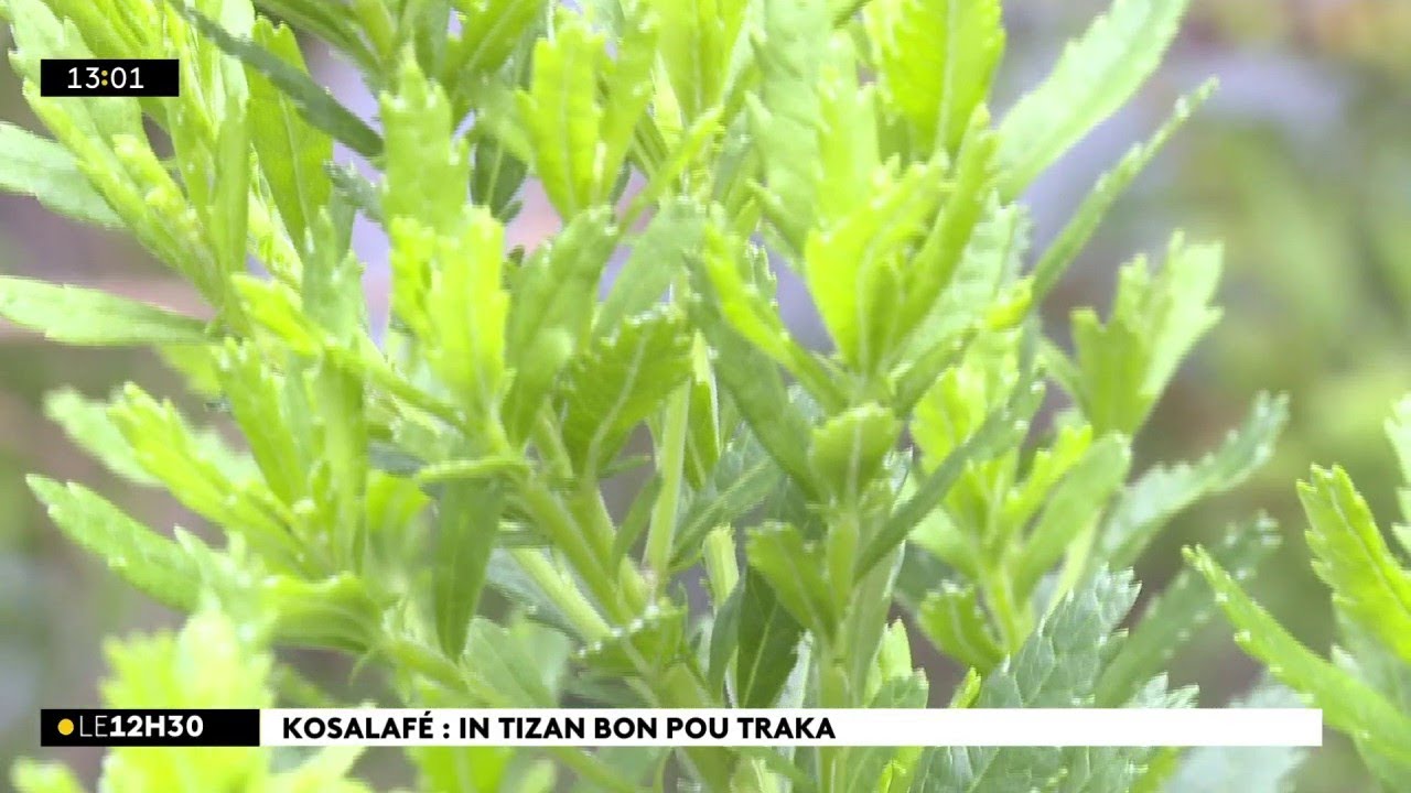 Kosalafé ! Kosa i soiny kwé ? Zanbavil