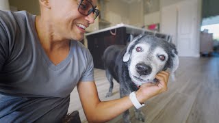 Surrendering | i Film Heroes (The Rescue Cat & Dog FilmMaker)