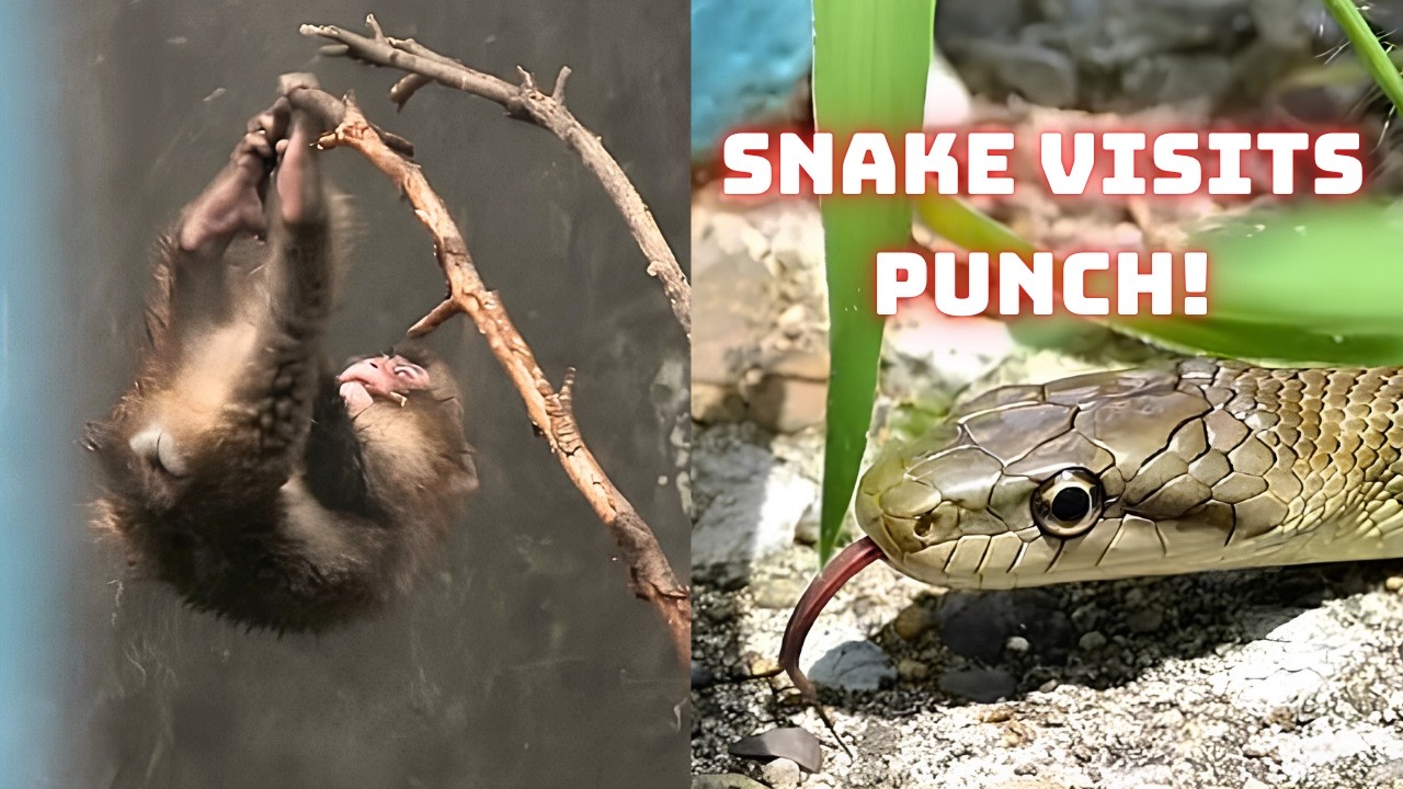 A Snake Invaded The Monkey Hill On A 90°F Day! 🐍 - YouTube
