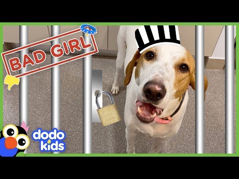 Secret Camera Catches Perfect Dog Stealing Mom's Lunch | Animal Videos For Kids | Dodo Kids