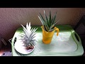 How to propagate and plant pineapple plants-Ananas Comosus