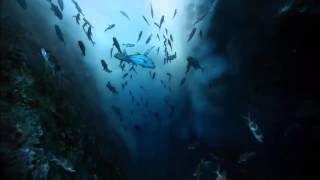 U Recken - Aquatic Serenade