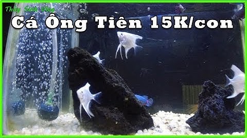 CÁ THẦN TIÊN Size Nhỏ tuyệt đẹp cho anh em đam mê Chơi Cá Cảnh sưu tầm