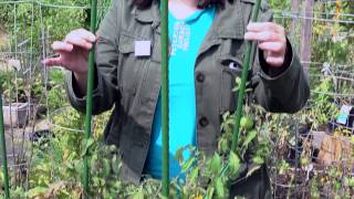 The Garden Minute: Plants at the End of the Season