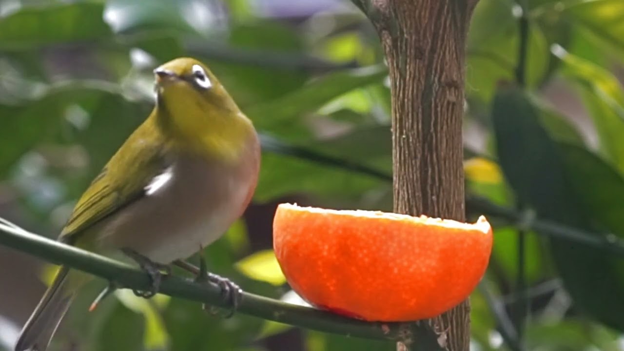 庭の鳥004　初春の訪問者