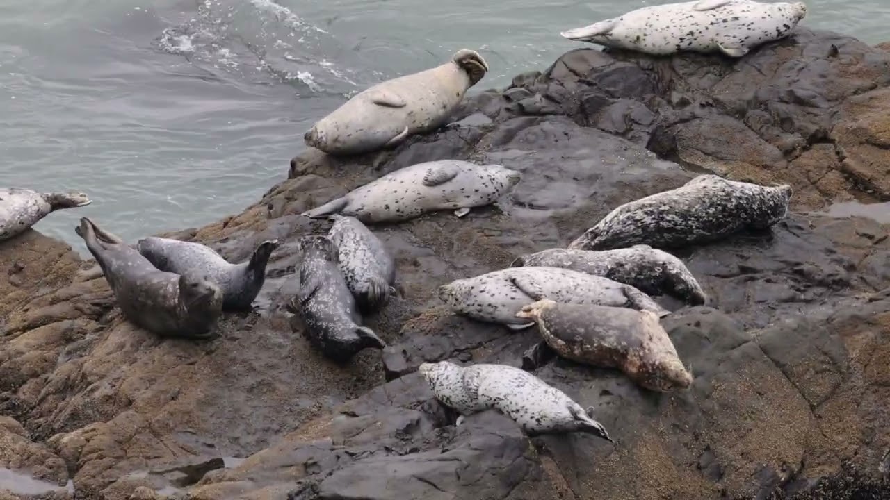 Seals at Point Bonita