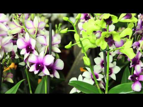 Video: Arten Und Sorten Von Orchideen