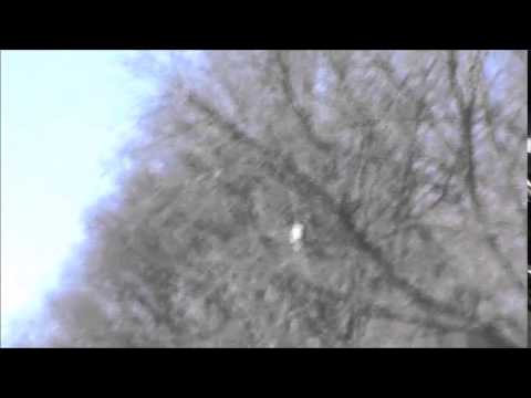 Red Tailed Hawks Chickenhawks Raptors