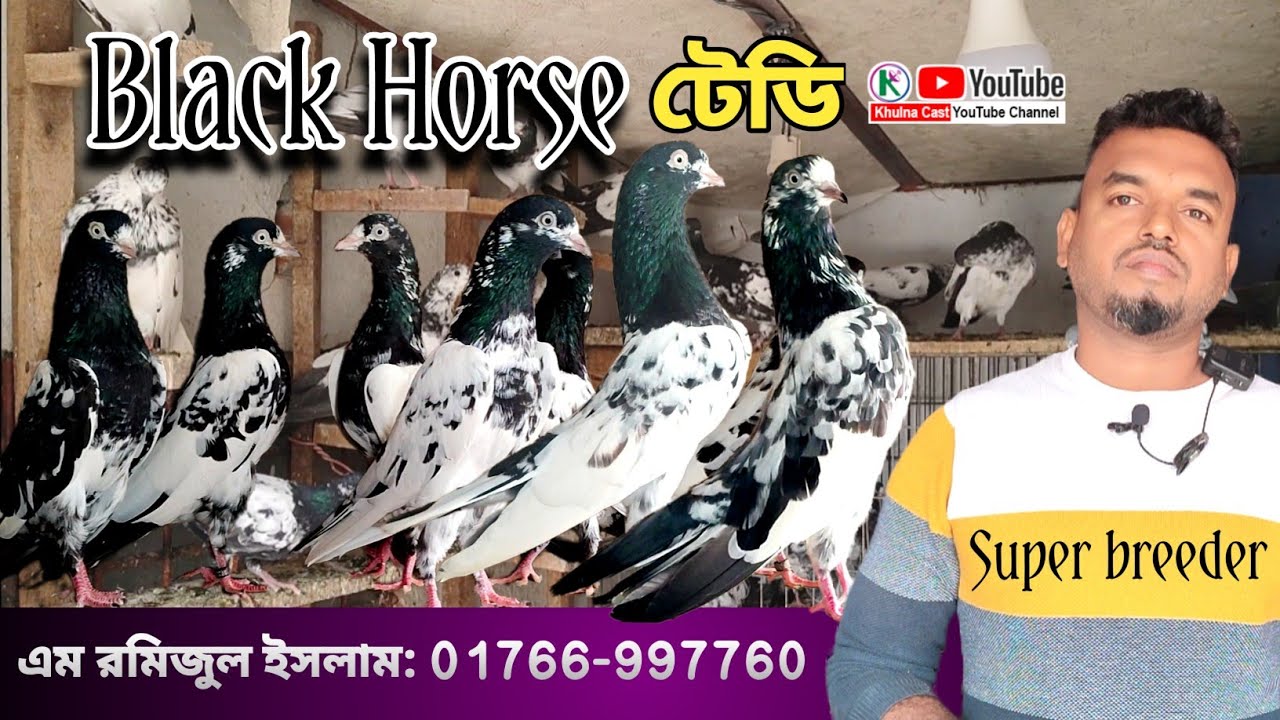 Black Horse Teddy Pigeon।। ব্ল্যাক হর্স টেডি কবুতর।। OMAN bloodline।। হাই ফ্লাইং কবুতর