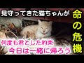 【２年越しの保護】大量のヨダレ、直感で感じる命の危機。口の中から出てきた○○。２年間果たせなかった約束をいま果たします。