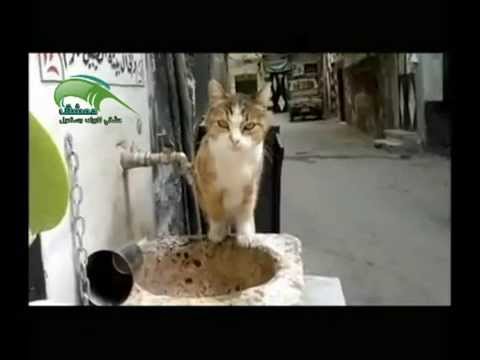 قطة شامية بحارة دمشقية