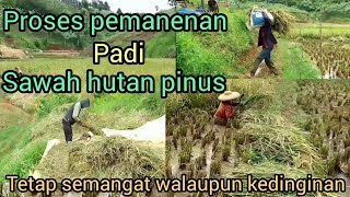 Download lagu Waktunya panen padi disawah hutan pinus // cuaca dingin tak jadi penghalang 