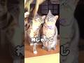 続きは👆本編へ「そのへんの草でここまで遊ぶ？」#猫 #ソラン #タイピー日記 #猫じゃらし #ショート