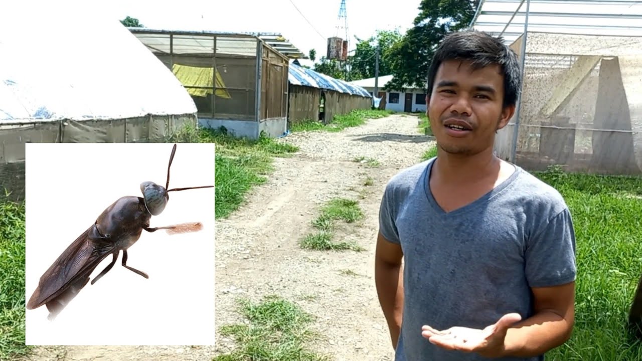 Biggest Black Soldier Fly Farm in the Philippines | Day in my Life #15