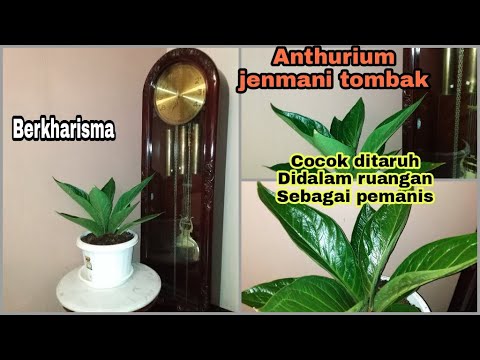 Video: Tumbuh Anthurium Di Dalam Rumah