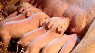 Schweine - Ferkel Beim Abendessen - Schloss Hamborn ... Gefilmt Von Papae