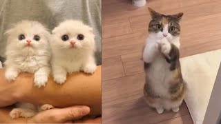 Cute and Funny Baby Cat Videos #2 | Best dank cat memes compilation of 2020 by night4217 3,536 views 3 years ago 3 minutes, 19 seconds