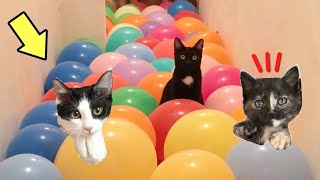 Gatos Luna y Estrella en el desafío de globos de colores con las gatitas / Videos de gatitos