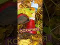 Музика в дорогу 🎙️Епілог, Іван Франко #новамузика