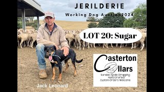 Jerilderie Working Dog Auction 2024, LOT 20: Sugar  Jack Leonard